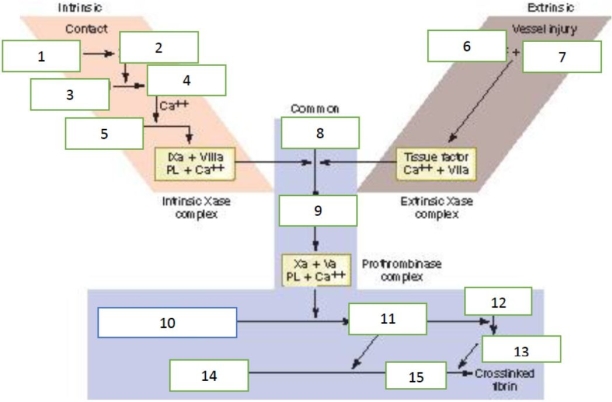 Fill in the missing factors in the traditional coagulation cascade:   