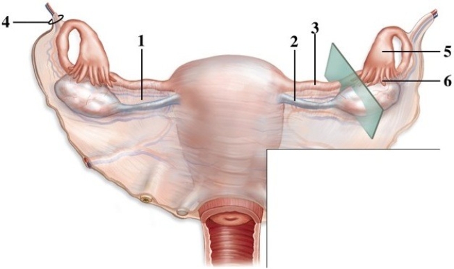 Conception, pregnancy, and embryological and fetal development.   -This figure shows a posterior view of the organs of the female reproductive system. Which number indicates the ovarian ligament? A)  1 B)  2 C)  3 D)  4 E)  5
