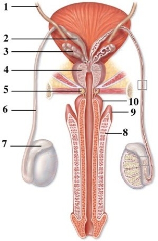 Gross & microscopic anatomy of the male & female reproductive systems.   -This figure shows the duct system in the male reproductive tract. Which number indicates the crus? A)  1 B)  6 C)  8 D)  9 E)  10