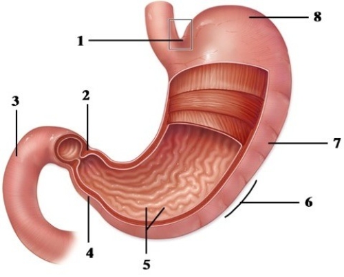 Mechanical & chemical processes of digestion.   -This figure shows the stomach. What structure does number 3 indicate? A)  Esophagus B)  Ilium C)  Duodenum D)  Jejunum E)  Descending colon