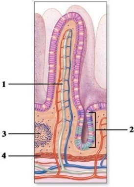 Gross & microscopic anatomy of the alimentary canal.   -This figure shows an intestinal villus. The structure indicated by number 3 is a A)  submucosal gland. B)  Brunner gland. C)  lymphatic nodule. D)  plicae circulares. E)  mucous gland.