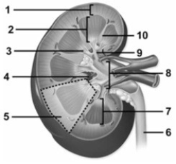 Gross & microscopic anatomy of the urinary tract, including detailed histology of the nephron.   -This figure shows a frontal section of the kidney. Which number(s)  indicate a renal papilla? A)  2, 7 B)  3 C)  6 D)  9 E)  10