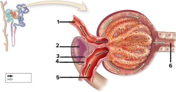 Gross & microscopic anatomy of the urinary tract, including detailed histology of the nephron.   -This figure shows a renal corpuscle. The two structures indicated by numbers 3 and 4 collectively form the A)  macula densa. B)  juxtaglomerular apparatus. C)  corticomedullary junction. D)  juxtamedullary junction. E)  vasa recta.