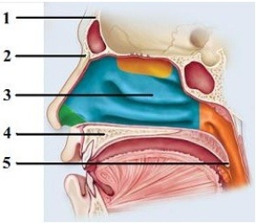 Control of pulmonary ventilation.   -In this sagittal section showing the upper respiratory tract, what structure does number 5 indicate? A)  Uvula B)  Soft palate C)  Hard palate D)  Nasal conchae E)  Nasal bone