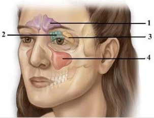 Gross & microscopic anatomy of the respiratory tract & related organs.   -Which sinus does the number 1 indicate? A)  Frontal sinus B)  Anterior sinus C)  Ethmoidal sinus D)  Maxillary sinus E)  Sphenoidal sinus