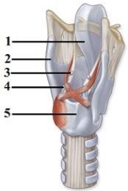 Gross & microscopic anatomy of the respiratory tract & related organs.   -In this view of the larynx, what structure does number 2 indicate? A)  Tracheal cartilage B)  Thyroid cartilage C)  Hyoid bone D)  Cricoid cartilage E)  Epiglottis