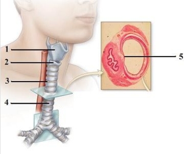 Gross & microscopic anatomy of the respiratory tract & related organs.   -In these views of the trachea, what structure does number 1 indicate? A)  Trachealis muscle B)  Thyroid cartilage C)  Cricoid cartilage D)  Annular ligament E)  Tracheal cartilage