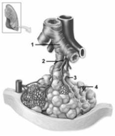 Gross & microscopic anatomy of the respiratory tract & related organs.   -In this closeup image of a lung, what structure does number 3 indicate? A)  Respiratory bronchiole B)  Alveolar duct C)  Alveolus D)  Terminal bronchiole E)  Bronchiole