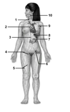 Lymphatic cells, tissues, & organs.   -This figure shows the lymphatic system. What structure does number 8 indicate? A)  Lymphatic nodule B)  Thymus gland C)  Cisterna chyli D)  Spleen E)  Adenoid