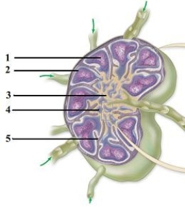 Lymphatic cells, tissues, & organs.   -This figure shows a lymph node and its components. The region indicated by number 1 is a A)  germinal center. B)  mantle zone. C)  cortical sinus. D)  medullary cord. E)  medullary sinus.