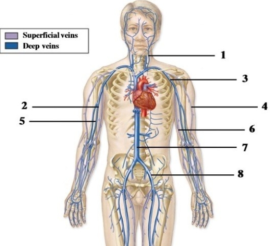 Pattern of blood circulation throughout the body, including systemic, pulmonary, coronary, hepatic portal, & fetal circulations.   -In the figure showing an anterior view of the veins, number 4 indicates the A)  left common iliac vein. B)  left cephalic vein. C)  left basilic vein. D)  left brachiocephalic vein. E)  left internal jugular vein.