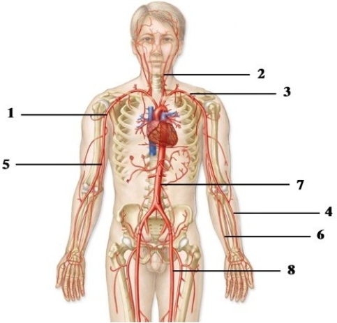 Anatomy & functional roles of the different types of blood vessels.   -In the figure showing an anterior view of the arteries, which number indicates the left internal carotid artery? A)  1 B)  2 C)  3 D)  4 E)  5
