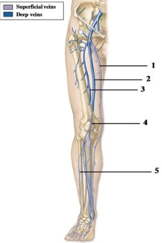 Anatomy & functional roles of the different types of blood vessels.   -In the figure showing the veins of the lower extremity, which number indicates the great saphenous vein? A)  1 B)  2 C)  3 D)  4 E)  5