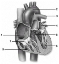 Predictions related to homeostatic imbalance, including disease states & disorders.   -In this figure showing an anterior view of the heart, what is depicted by number 7? A)  Aortic semilunar valve B)  Right atrium C)  Left ventricle D)  Right atrioventricular valve E)  Pulmonary semilunar valve