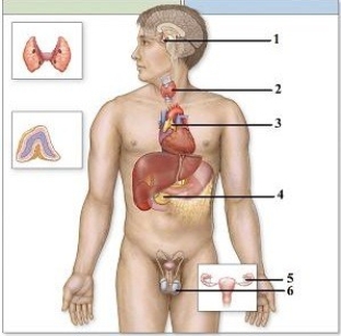 Predictions related to homeostatic imbalance, including disease states & disorders.   -This figure shows the endocrine system. Which structure does number 4 indicate? A)  Adrenal gland B)  Thyroid gland C)  Pituitary gland D)  Pancreas E)  Hypothalamus