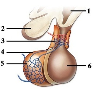 Identity, source, secretory control, & functional roles of the major hormones produced by the body.   -This figure shows the pituitary gland. Which number indicates the posterior pituitary? A)  1 B)  2 C)  4 D)  5 E)  6