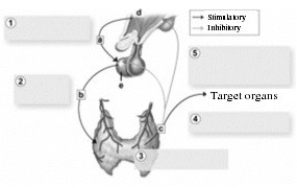Control by the hypothalamus & pituitary gland.   -This figure shows an example of regulation of hormone secretion by a negative feedback loop. The large box labeled 1 represents the initial stimulus. Which could be the initial stimulus for this pattern of regulation? A)  High blood calcium level B)  Low body temperature C)  Low blood sugar level D)  High WBC (white blood cell)  count E)  Low RBC (red blood cell)  count