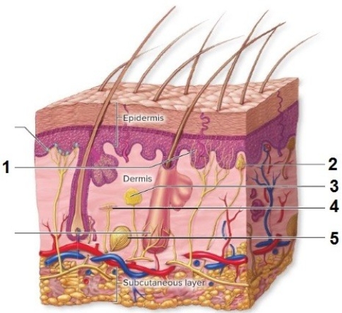   -This cross section of skin shows general cutaneous receptors. What kind of receptor does number 5 indicate? A)  Free nerve ending B)  Krause bulb C)  Lamellated corpuscle D)  Tactile disc E)  Root hair plexus