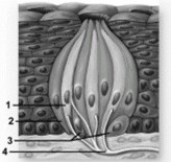 Sensory receptors AND their roles.   -In this diagram of a taste bud, what structures does number 3 indicate? A)  Gustatory microvilli B)  Basal cells C)  Supporting cells D)  Sensory nerves E)  Taste pores