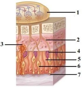 Gustatory receptors & their role in taste.   -In this view of the olfactory epithelium, what structure does number 4 indicate? A)  Olfactory hair B)  Olfactory gland C)  Olfactory bulb D)  Basal cell E)  Supporting cell