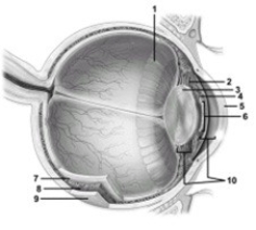 Olfactory receptors & their role in smell.   -In this sagittal view of the eye, what structure does number 2 indicate? A)  Ora serrata B)  Cornea C)  Ciliary body D)  Iris E)  Suspensory ligaments