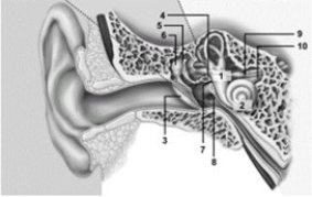 Gross & microscopic anatomy of the eye.   -In this illustration of the ear, what structure does number 1 indicate? A)  Vestibule B)  Cochlea C)  Stapes D)  Incus E)  Tympanic membrane
