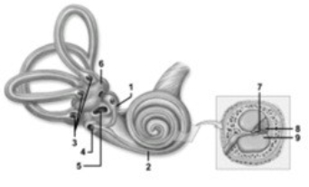 Role of the ear in equilibrium.   -In this illustration of the inner ear, what feature does the number 9 indicate? A)  Membranous labyrinth B)  Spiral organ C)  Apex of cochlea D)  Perilymph E)  Endolymph