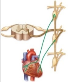 Which type of pathway does this diagram illustrate?   A)  Spinal nerve pathway B)  Postganglionic sympathetic nerve pathway C)  Adrenal medulla pathway D)  Splanchnic nerve pathway E)  Raynaud nerve pathway