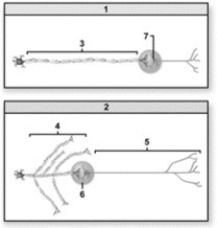 Functions of the autonomic nervous system.   -Which number indicates a postganglionic axon? A)  3 B)  4 C)  5 D)  6 E)  7