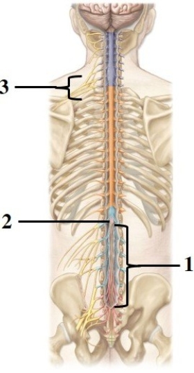 Anatomy of the spinal cord & spinal nerves.   -This figure shows the spinal cord and spinal nerves. What structure does number 1 indicate? A)  Dura mater B)  Filum terminale C)  Cauda equina D)  Conus medullaris E)  Posterior rootlets