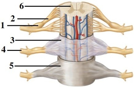 Anatomy of the spinal cord & spinal nerves.   -This figure shows an anterior view of the spinal cord and meninges. What structure does number 3 indicate? A)  Arachnoid B)  Pia mater C)  Dura mater D)  Gray matter E)  White matter