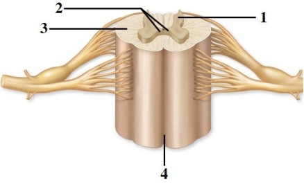 Anatomy of the spinal cord & spinal nerves.   -This figure shows a cross section of the spinal cord. What structure does number 3 indicate? A)  Posterior funiculus B)  White commissure C)  Anterior funiculus D)  Lateral funiculus E)  Anterior median fissure