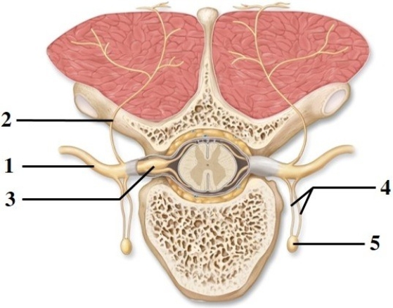 Anatomy of the spinal cord & spinal nerves.   -This figure shows spinal nerve branches. What structures are indicated by number 4? A)  Anterior rami B)  Posterior rami C)  Rami communicantes D)  Sympathetic trunk ganglia E)  Posterior root ganglia