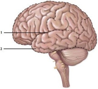 Structure & function of cranial nerves.   -This figure shows a left lateral view of the brain. What structure does number 1 indicate? A)  Central gyrus B)  Lateral sulcus C)  Lateral fissure D)  Central sulcus E)  Longitudinal fissure