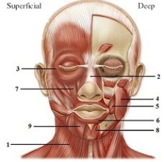   -This figure shows the muscles of facial expression. What muscle does number 7 indicate? A)  Mentalis B)  Levator labii superioris C)  Risorius D)  Sternocleidomastoid E)  Depressor labii inferioris