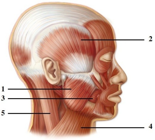   -This figure shows a lateral view of the muscles of facial expression. What muscle does number 1 indicate? A)  Temporalis B)  Masseter C)  Buccinator D)  Sternocleidomastoid E)  Platysma