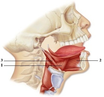   -This figure shows the muscles that move the tongue. What muscle does number 2 indicate? A)  Palatoglossus B)  Styloglossus C)  Stylohyoid D)  Hyoglossus E)  Genioglossus