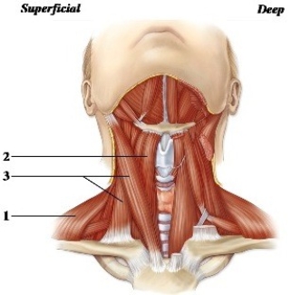   -This figure shows the muscles of the anterior neck. What muscle does number 1 indicate? A)  Sternocleidomastoid B)  Trapezius C)  Sternothyroid D)  Geniohyoid E)  Sternohyoid