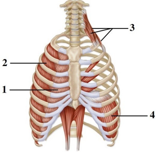   -This figure shows the muscles of respiration. What muscles are indicated by number 1? A)  External intercostals B)  Internal intercostals C)  Scalenes D)  Diaphragm E)  Transversus thoracis