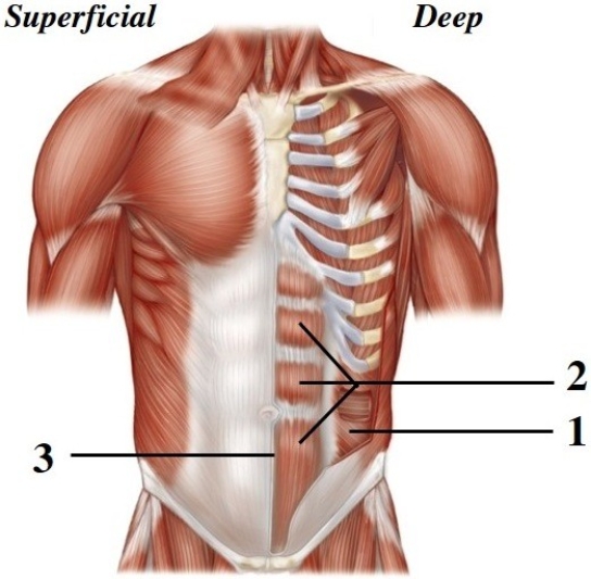   -This figure shows the muscles of the abdominal wall. What muscle or feature does number 2 indicate? A)  Rectus abdominis B)  Transversus abdominis C)  Internal oblique D)  External oblique E)  Linea alba
