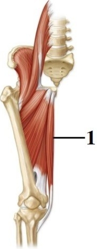 This figure shows an anterior view of the right thigh. What muscle does number 1 indicate?   A)  Gluteus maximus B)  Gluteus medius C)  Psoas major D)  Gracilis E)  Vastus lateralis