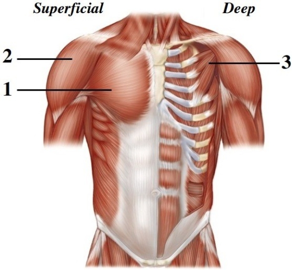   -This figure shows the muscles of the anterior trunk. What muscle does number 1 indicate? A)  Pectoralis major B)  Deltoid C)  Latissimus dorsi D)  Biceps brachii E)  Pectoralis minor