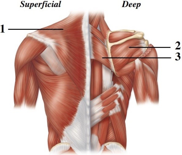   -This figure shows the muscles of the posterior trunk. What muscle does number 2 indicate? A)  Trapezius B)  Rhomboid major C)  Latissimus dorsi D)  Infraspinatus E)  Supraspinatus