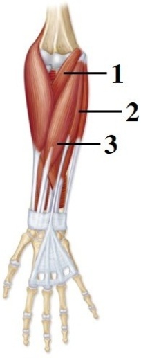   -This figure shows the right anterior forearm. What muscle does number 2 indicate? A)  Flexor carpi radialis B)  Brachialis C)  Pronator teres D)  Brachioradialis E)  Palmaris longus