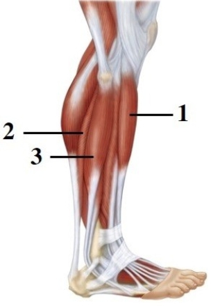   -This figure shows a lateral view of the right leg. What muscle is indicated by the number 1? A)  Tibialis anterior B)  Gastrocnemius C)  Soleus D)  Fibularis longus E)  Fibularis tertius