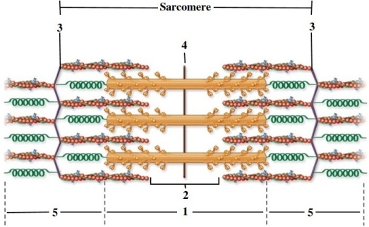   -This sarcomere depicts relaxed muscle. What does number 1 refer to? A)  A band B)  H zone C)  Z disc D)  M line E)  I band
