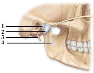   -This figure shows the temporomandibular joint. Which number indicates the articular capsule? A)  1 B)  2 C)  3 D)  4 E)  None of the choices is correct.
