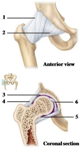   -These figures show the coxal joint. What structure does number 6 indicate? A)  Ischiofemoral ligament B)  Iliofemoral ligament C)  Articular capsule D)  Ligament of head of femur E)  Acetabular ligament