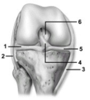   -This figure shows the knee joint. Which number indicates the tibial collateral ligament? A)  1 B)  2 C)  3 D)  5 E)  6