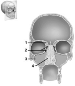   -This figure shows the major cavities within the skull. Which number indicates the sphenoid sinus? A)  1 B)  2 C)  3 D)  4 E)  The sphenoid sinus is not shown on this figure.